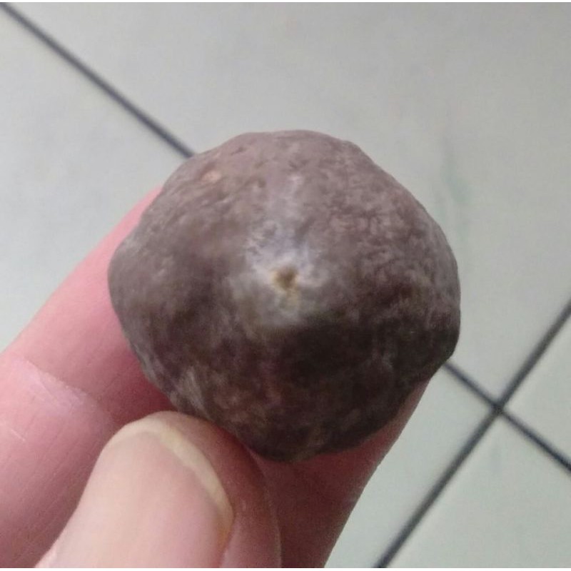 Muncang Adu Anak Pedang Full Tua