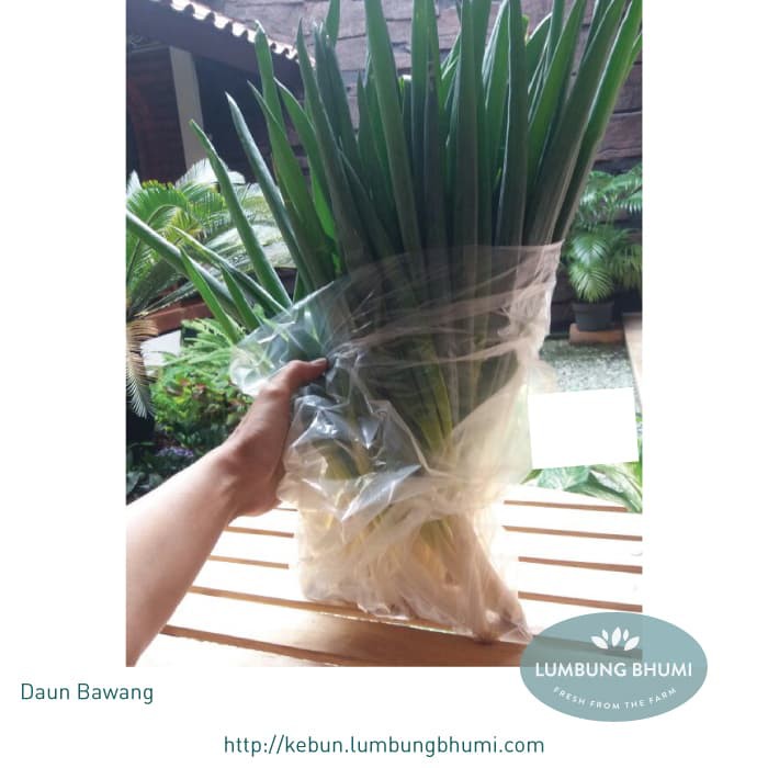 

BIG SALE DAUN BAWANG BESAR GOCENG ( SAYUR - SAYURAN CURAH ) !!!!!