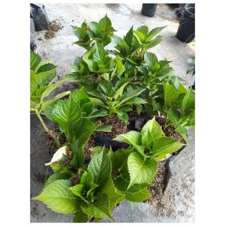 Bibit Tanaman Bunga Pancawarna (Dewasa)  BERLABEL - Tanaman Hias hidup Hydrangea  - Hortensia - Bunga Bokor - BAKUL KEMBANG