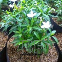 tanaman hias bunga melati cina   (Tabernaemontana corymbosa) - melati rombusa - BAKUL KEMBANG