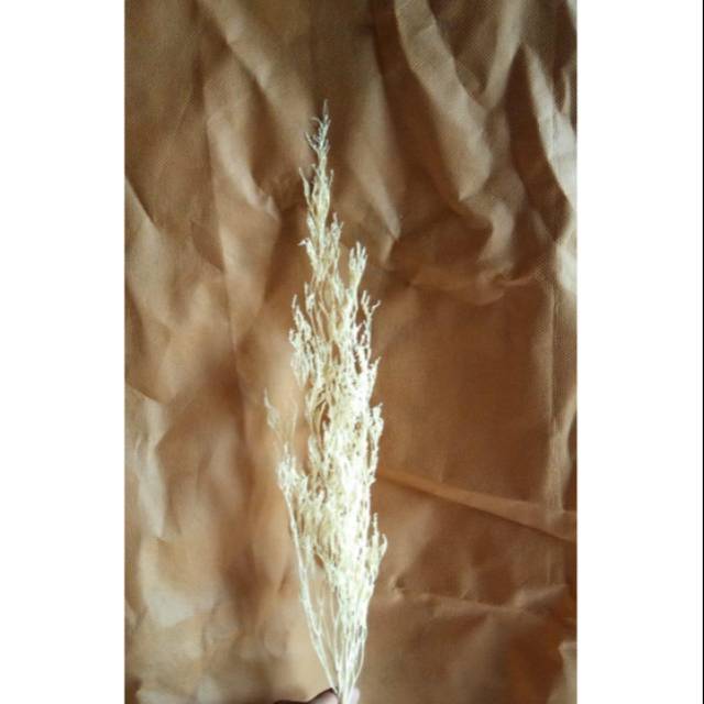 Caspea putih , bunga kering caspia, caspea bleach /lovergrass , dried flower caspea