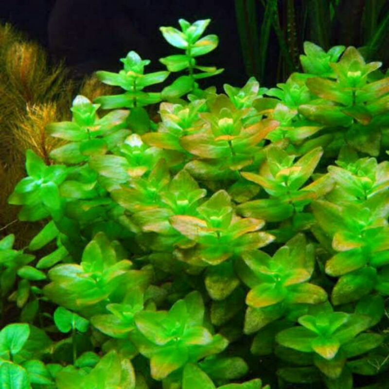 Bacopa Caroline ( Tanaman Aquascape Tumbuhan Air Hiasan Aquarium Hidup )