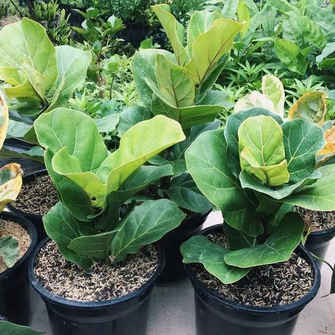 TANAMAN HIAS - KETAPANG BIOLA MINI