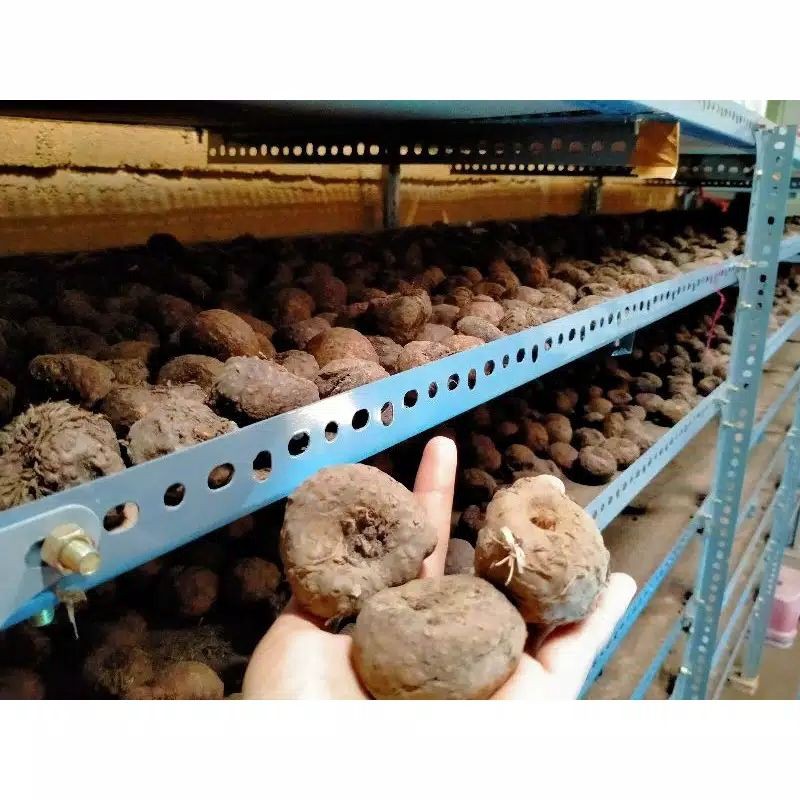 Katak Porang Super 1kg isi 100biji