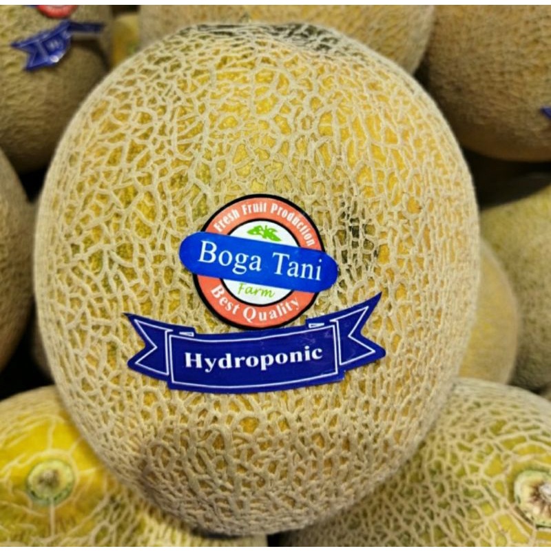 

melon orange hydroponic bogatani | pcs