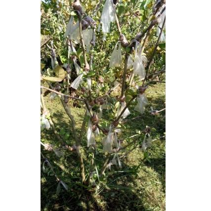 

ざ BIBIT JAMBU KRISTAL JEMBER POTONG CANGKOK ㍾