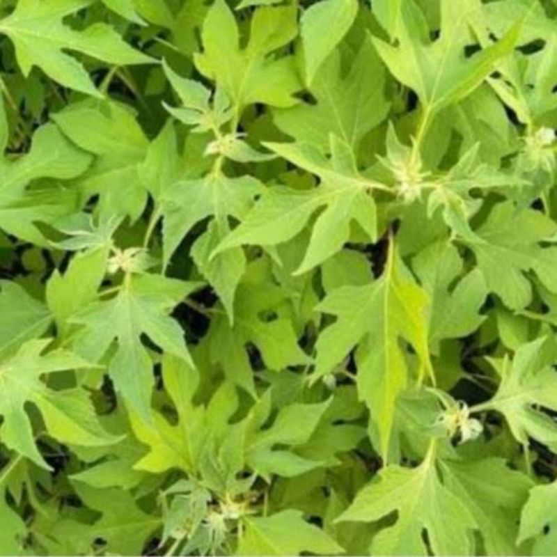 

Daun insulin segar 1kg