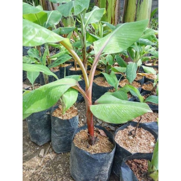 bibit buah pisang merah