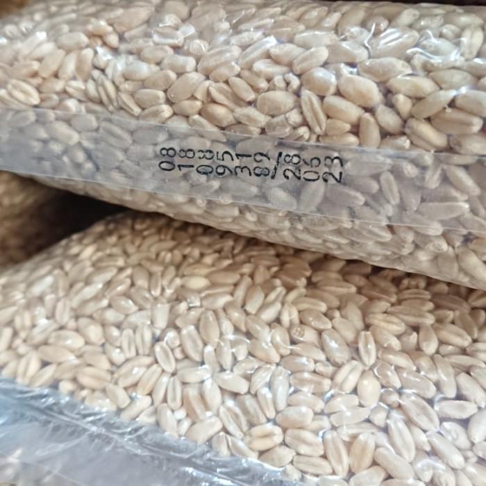 Bibit Rumput Gandum Rumput Kucing Wheat Grass