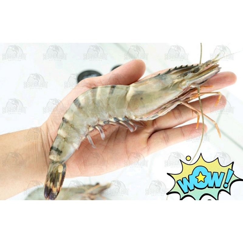 

WINDU PACET |TIGER |FROZEN FOOD | size 10