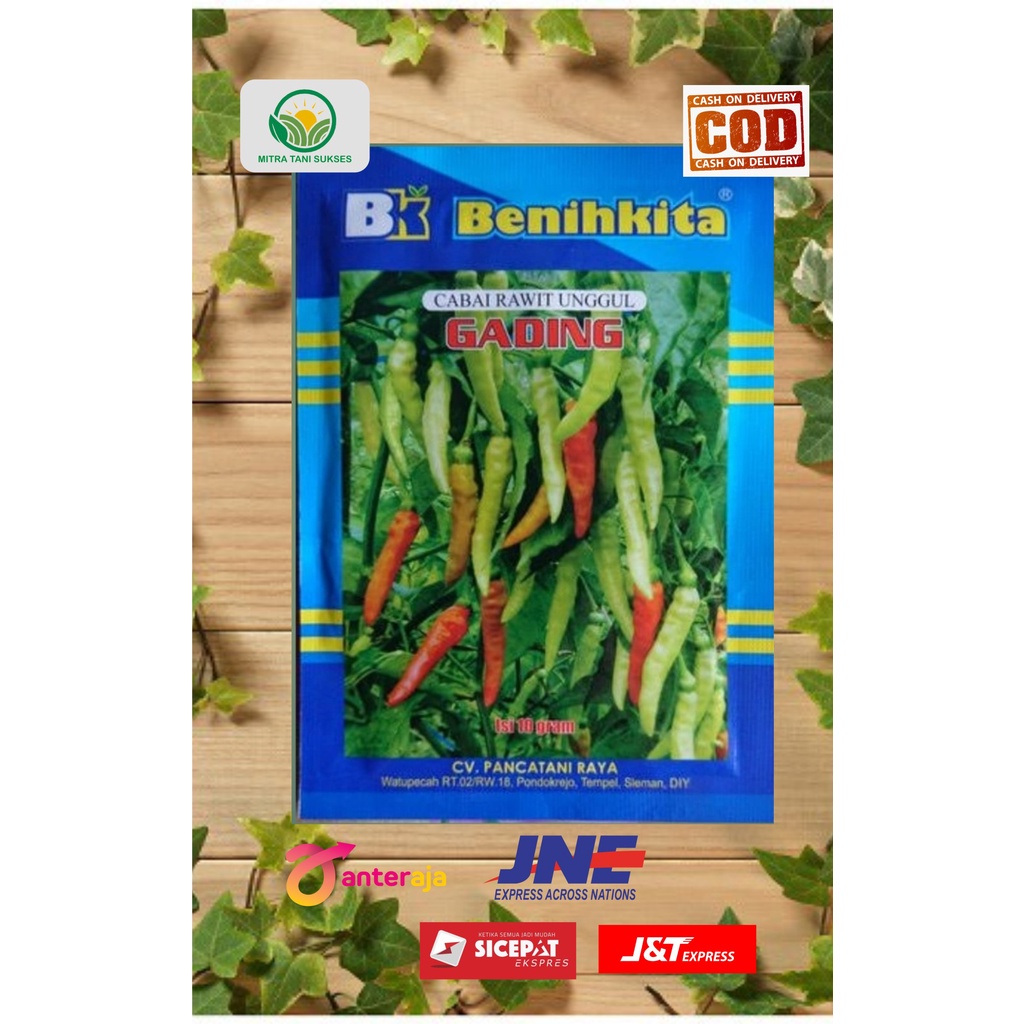 Benih Cabe Rawit Unggul Gading dari Benih Kita Isi 10 Gram