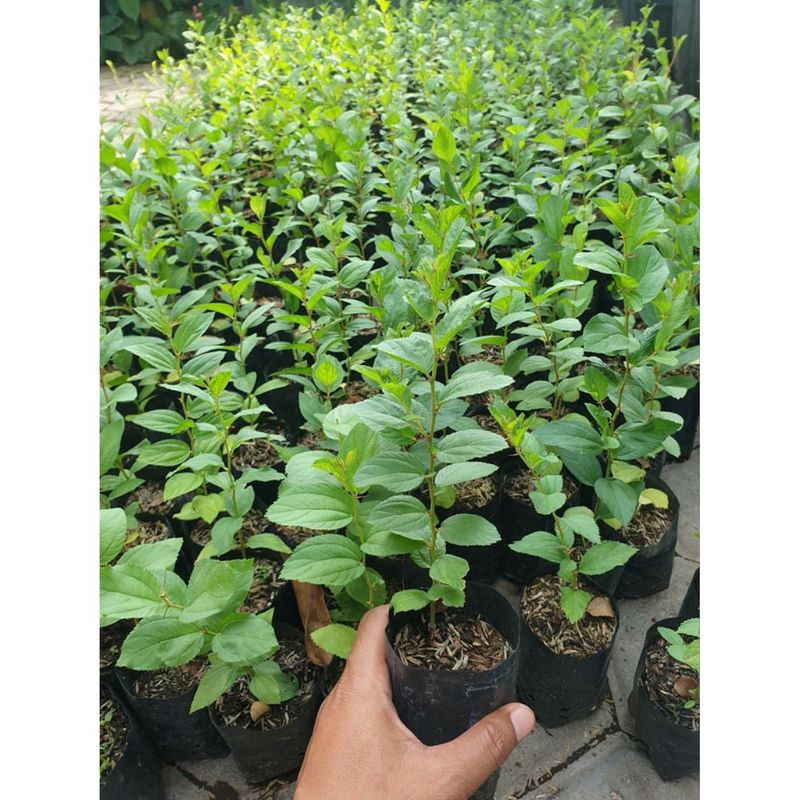 BIBIT BIDARA ARAB BIBIT BIDARA BENIH BIDARA MURAH