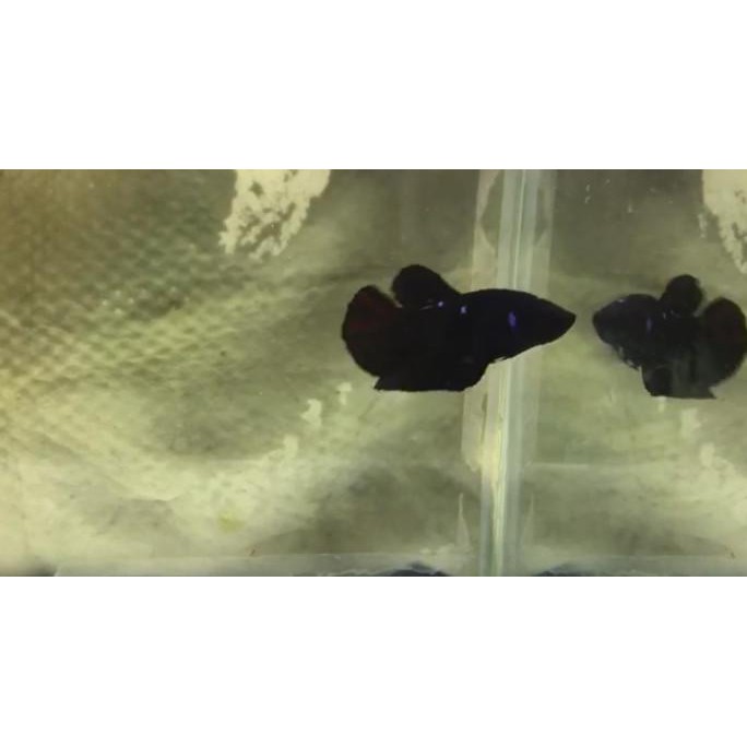 ⭐⭐⭐⭐⭐ Ikan Cupang Black Avatar Gordon/ Jantan / Male 4 Bulan