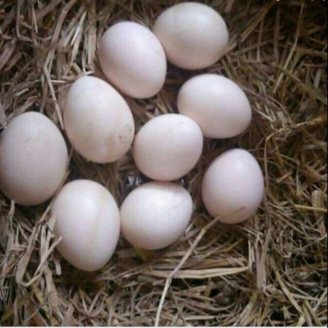 Galeri Foto Ayam Mutiara Silver Sekaligus Mengenal Jenis Ayam Mutiara