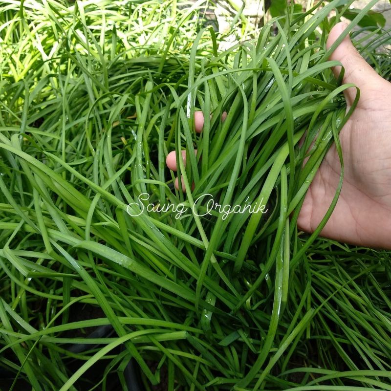 

Daun Kucay Segar 100gr