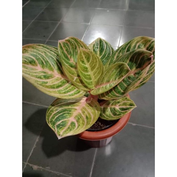 Anakan Aglonema Rinjani