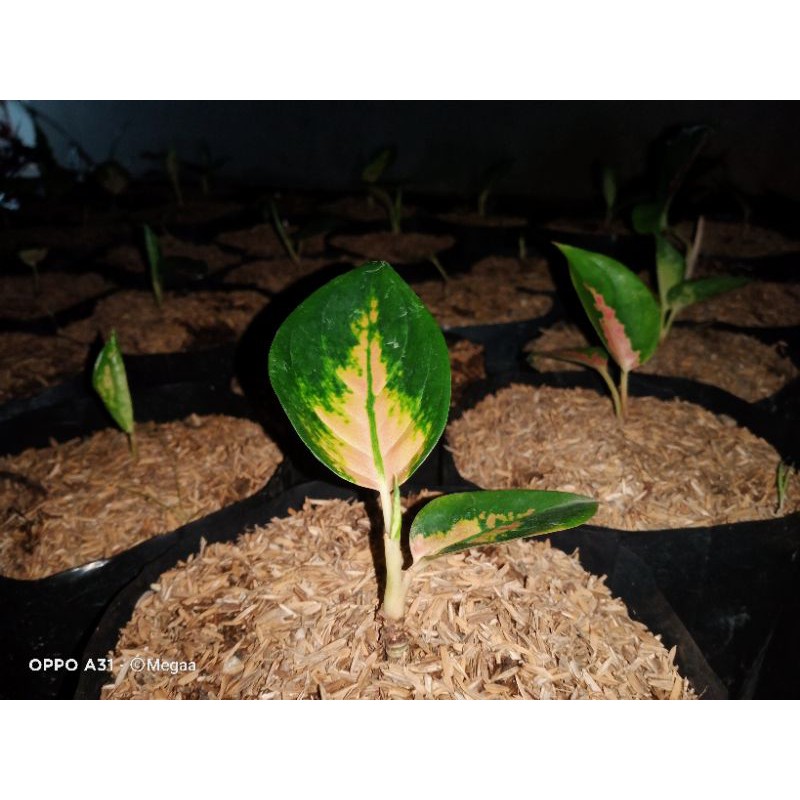 AGLAONEMA SULTAN BRUNAI BEBY