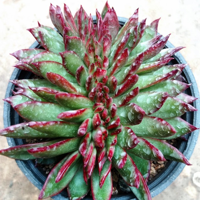 echeveria memory cristata KAKTUS SUKULEN | TANAMAN HIAS