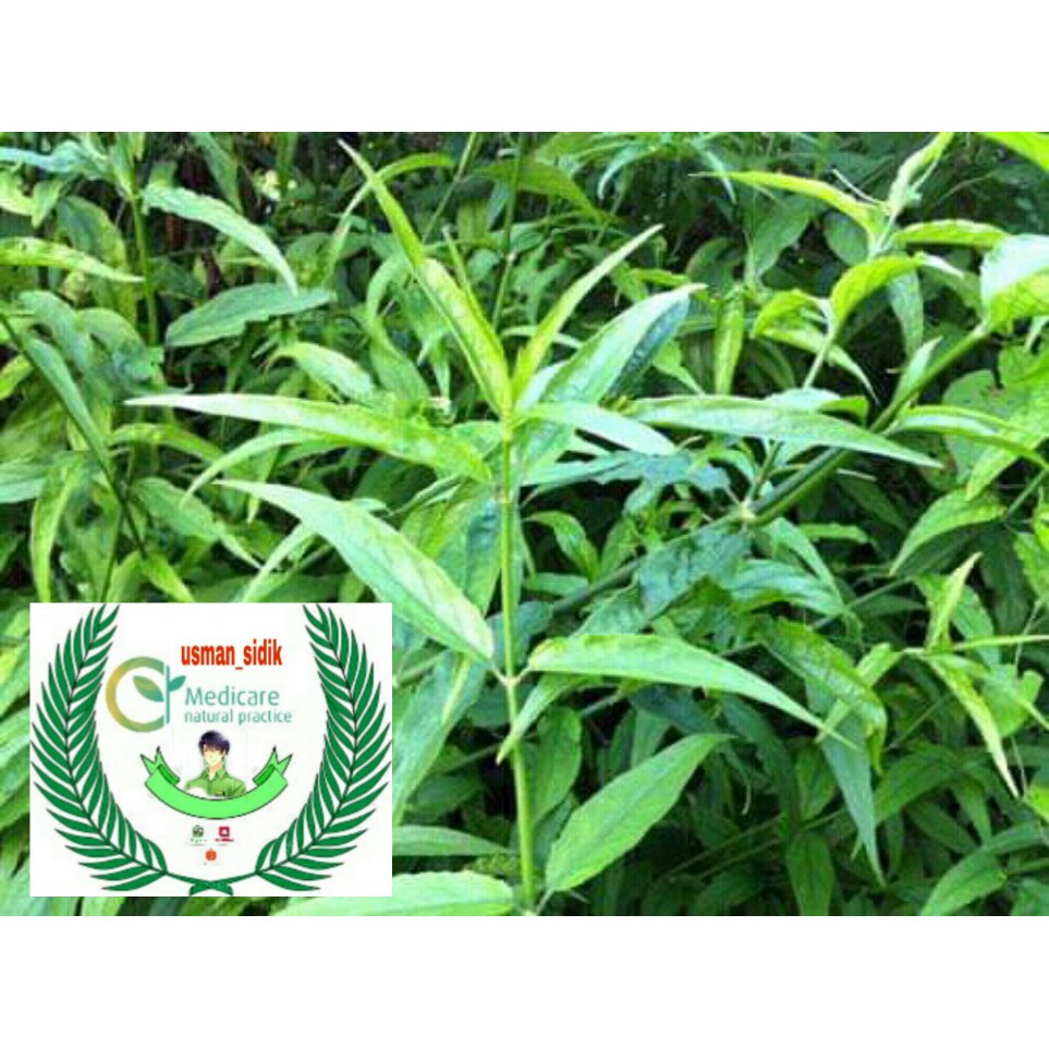 

Promo daun belalai gajah segar 1 kg setok terbatas