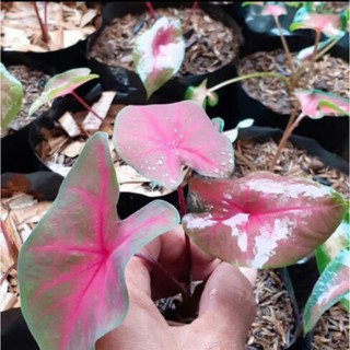 caladium,keladi hias,keladi api,keladi urat merah | Shopee ...