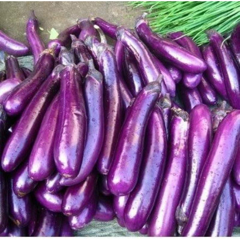 

Terong Ungu