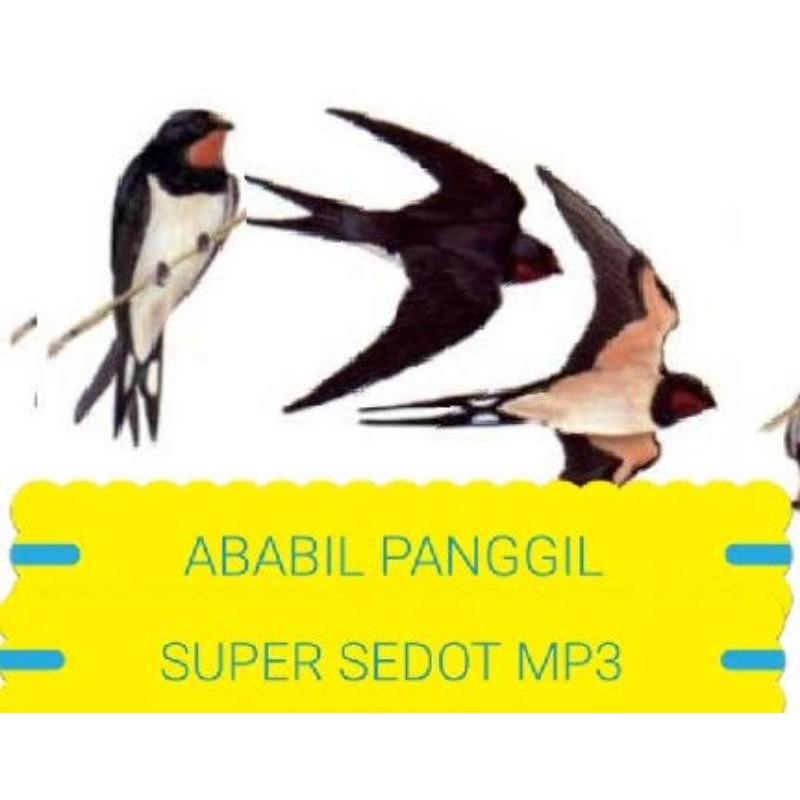 suara panggil walet original