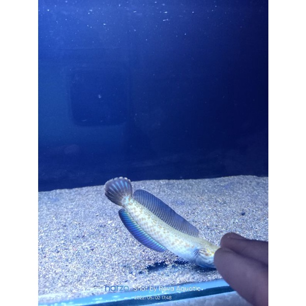 chana andrao 10 cm gondrong flaring tangan