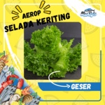 

Selada Air Keriting Fresh Organik Sayur Selada Murah