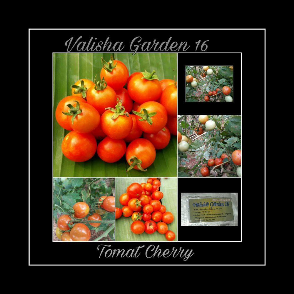 Bibit Tomat Cherry F-1 Hybrid Limited