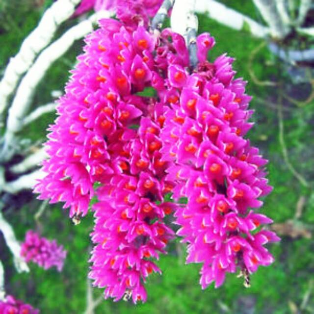 anggrek sikat/dendro scundum