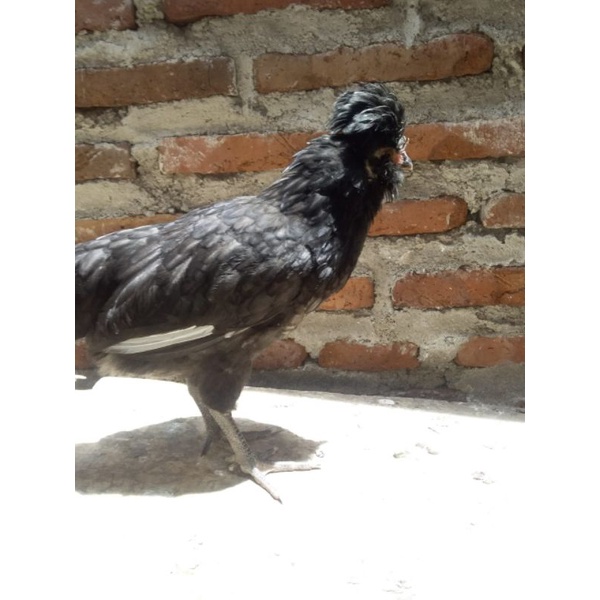 ayam hias poland jambul