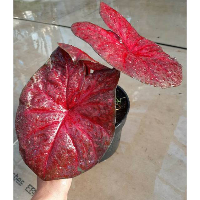 Tanaman Hias Caladium Keladi Hias Red Devil Shopee Indonesia