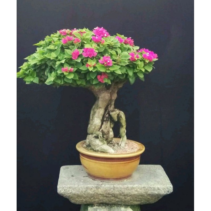 bibit bunga BUGENVILE hidup /bahan bonsai