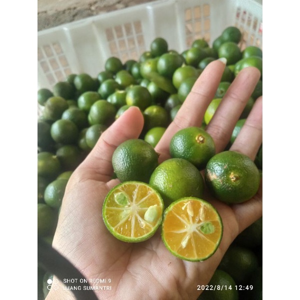 

Jeruk kasturi kip kunci cina songkit 1kg