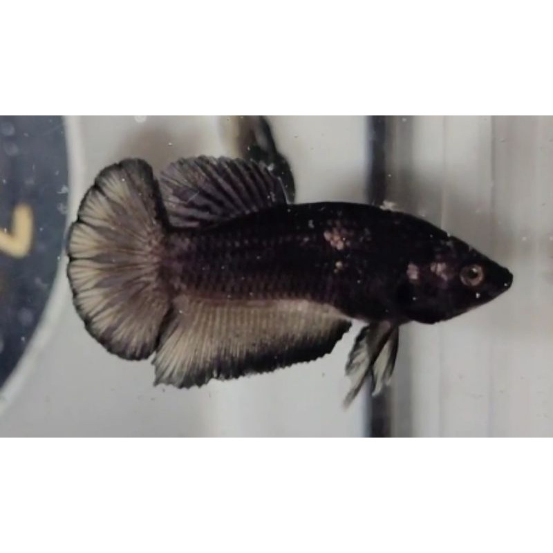 AVATAR KUNCOP (AVATAR COOPER YELLOW WASH)