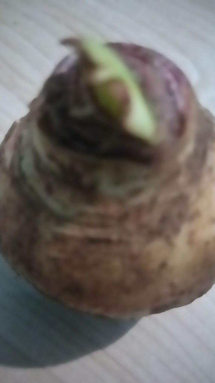 1 Umbi Lily Asiatic Blue Desert Impor, Stok Terbatas