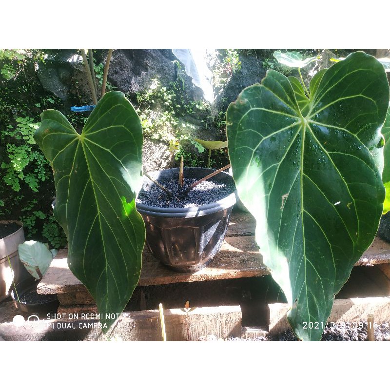 Anthurium Magnificum X Dark Mama