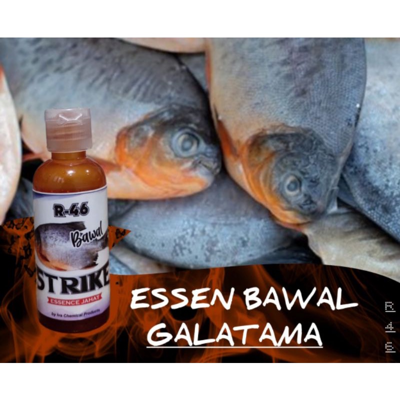 essen ikan bawal galatama