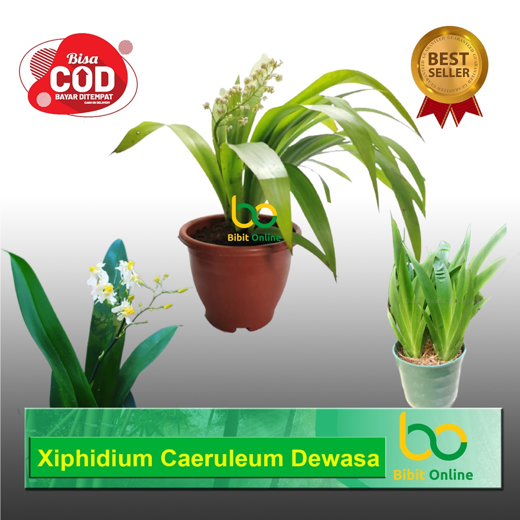 Xiphidium Caeruleum Anggrek cantik tanaman hias bibit online