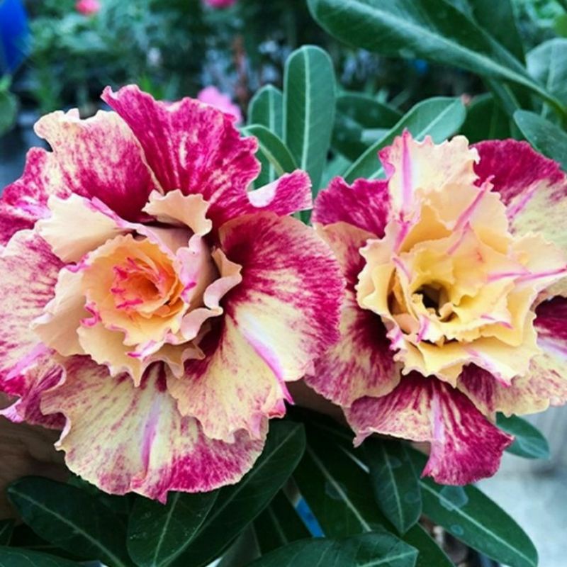 Adenium Kamboja Bunga tumpuk Bonggol Besar