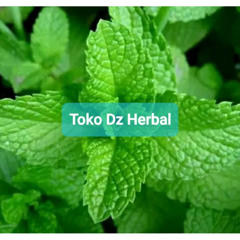 

Daun Mint Segar 600 gram petik langsung fresh-az