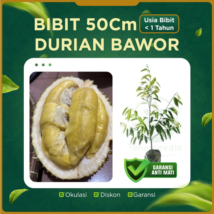 Durian Bawor - Bibit Durian Cangkokan Bawor / Entres Durian Bawor / Besar 50Cm Usia < 1 Tahun