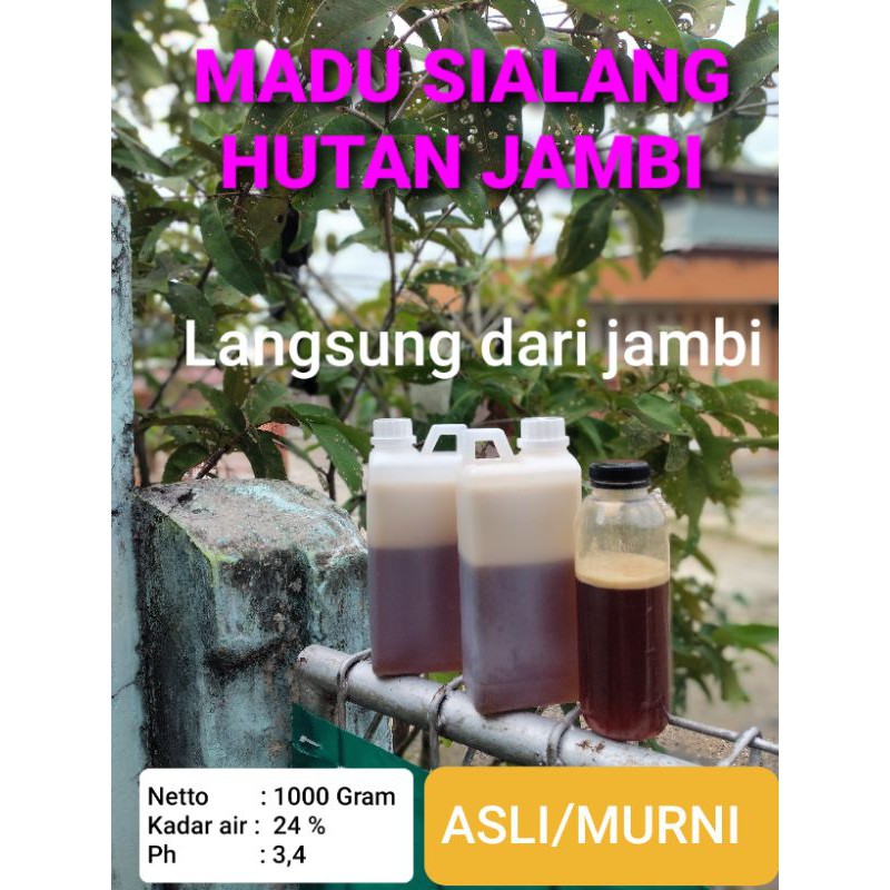 

Madu murni/madu sialang asli hutan jambi