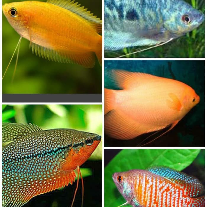 Paket Ikan Hias Sepat Spat Aquarium Aquascape Garansi Hidup