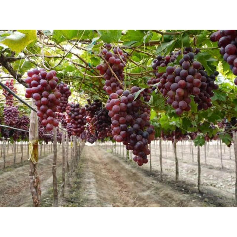 BIBIT ANGGUR IMPORT - ANGGUR JUPITER - BERKUALITAS