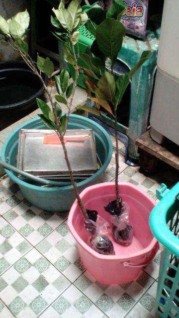 Bibit Nangka Madu Unggul