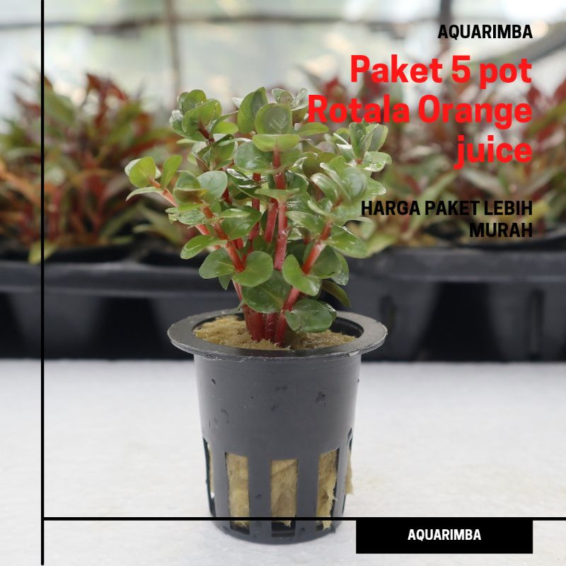 Paket 60 batang Rotala Orange Juice ( Tanaman Aquascape )