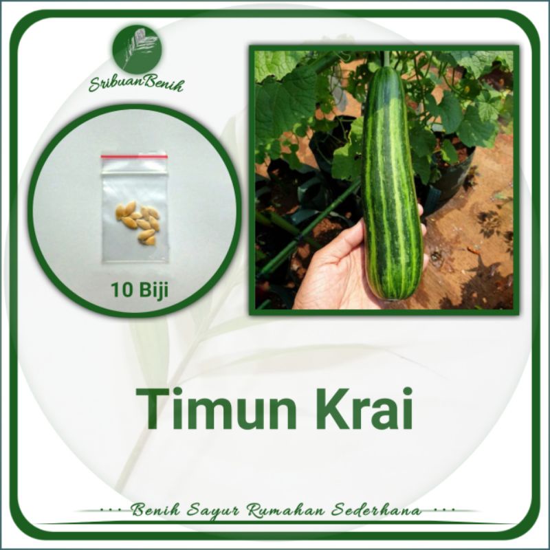 ± 10 Biji Benih Timun Krai Benih Sayuran Rambat - Benih Sayur Rumahan Sederhana