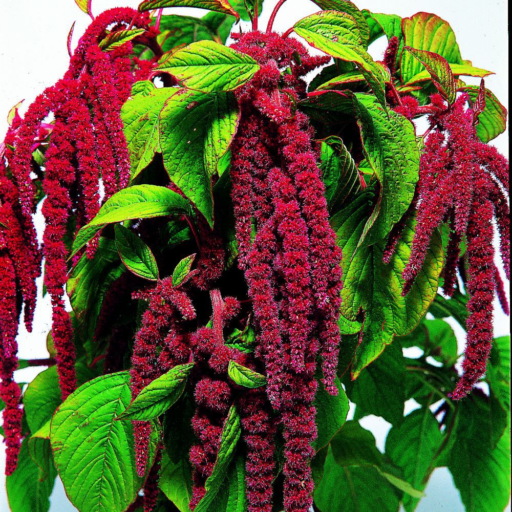 PlantaSeed - 50 Seeds - Amaranth Love Lies Bleeding Biji - PAS0239