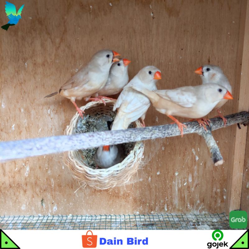 Burung Zebra Finch Body Medium Betina Siapan Satuan